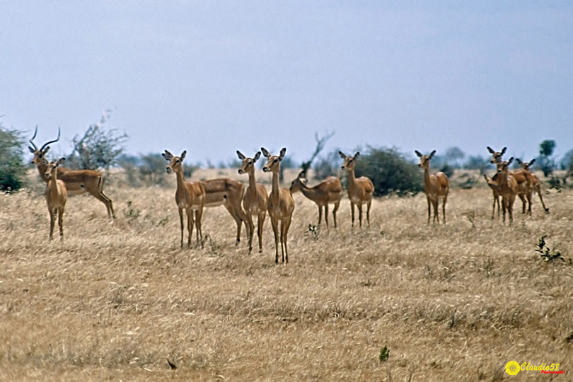 Africa Tsavo impala Kenya...