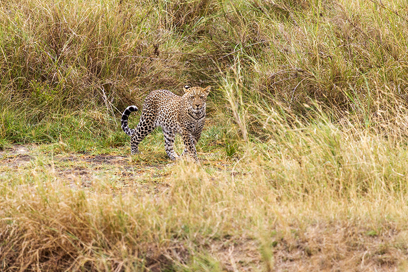 leopardo Kenya..