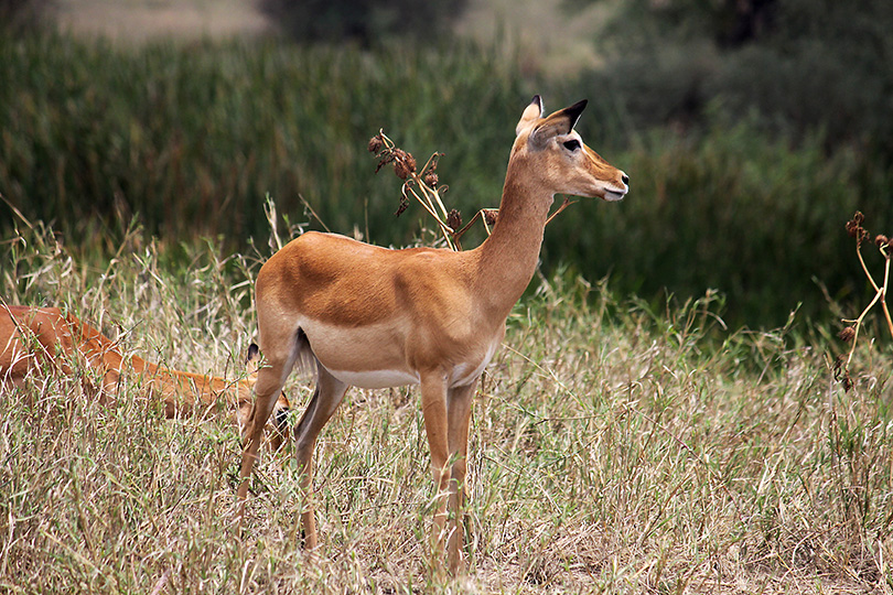 impala Kenya..