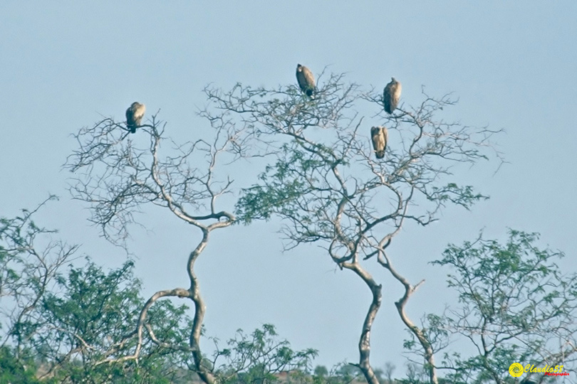 Africa Tsavo avvoltoi Kenya...