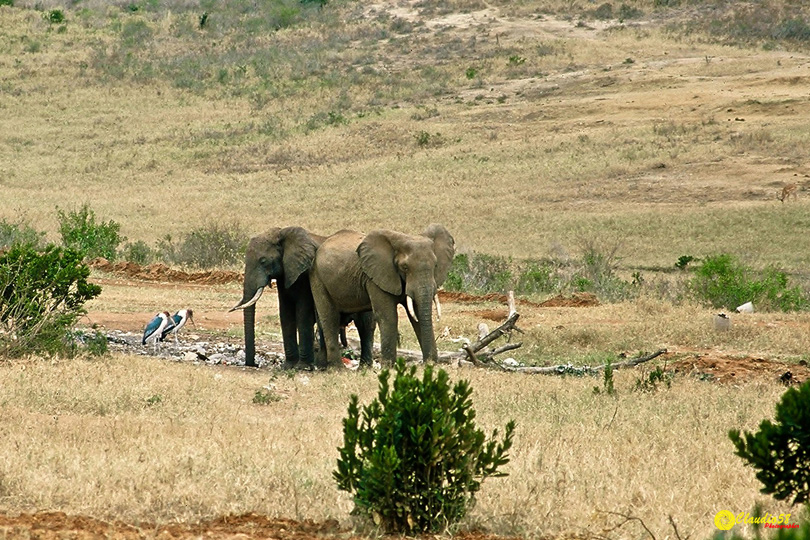 Africa Tsavo elefanti Kenya..