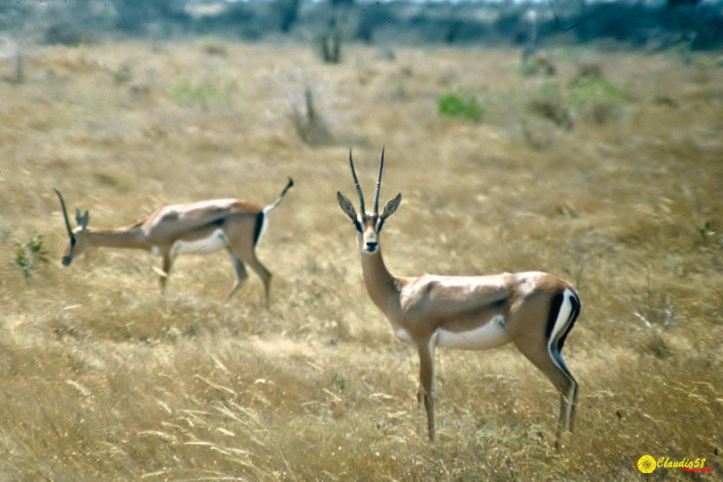 Tsavo gazzella Kenya..