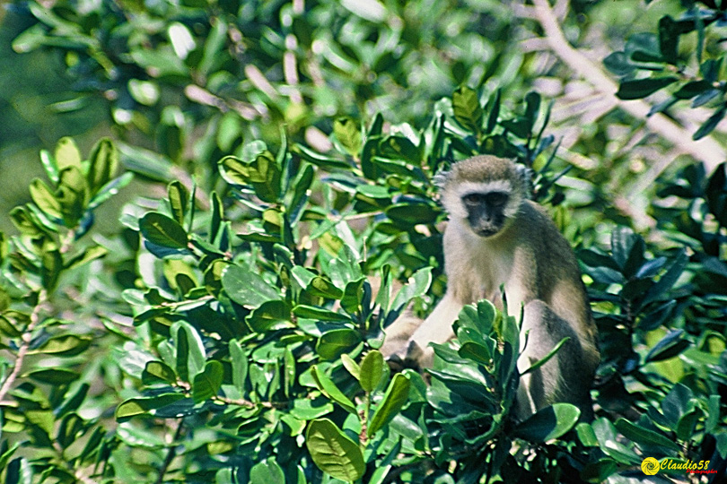 Tsavo scimmia Kenya..