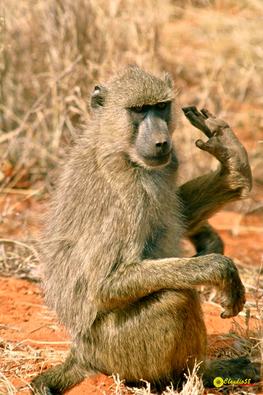 babbuino Kenya..