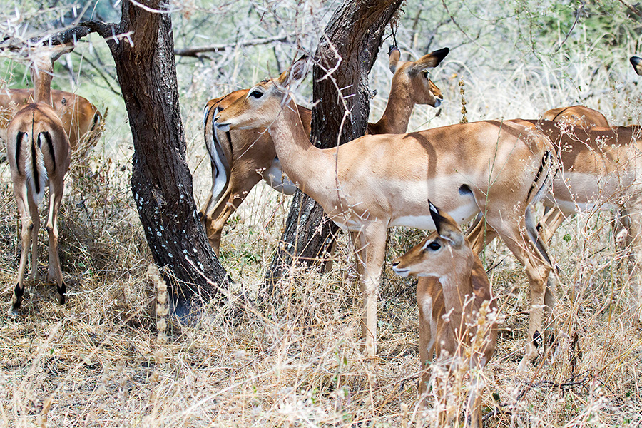 impala