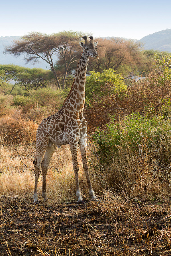 giraffa