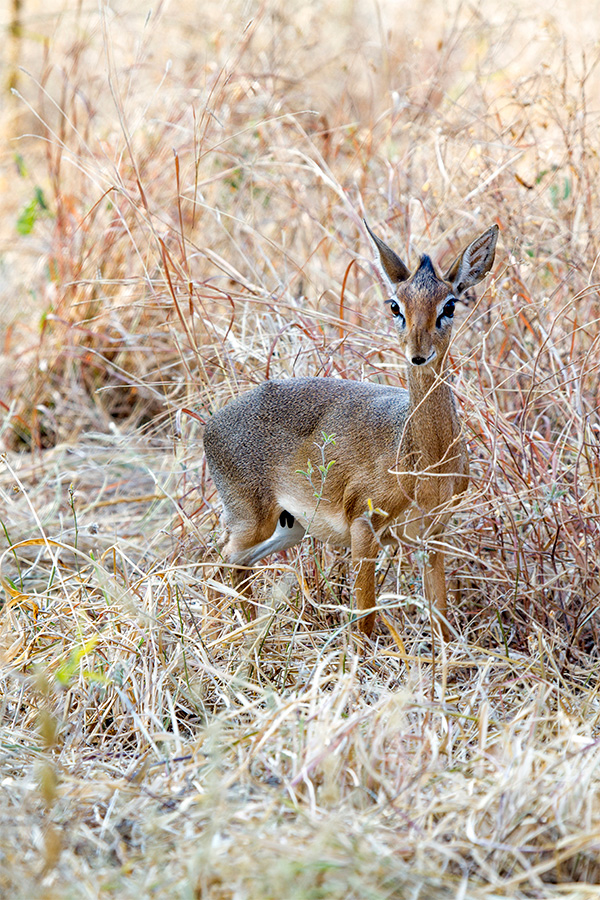 dik dik