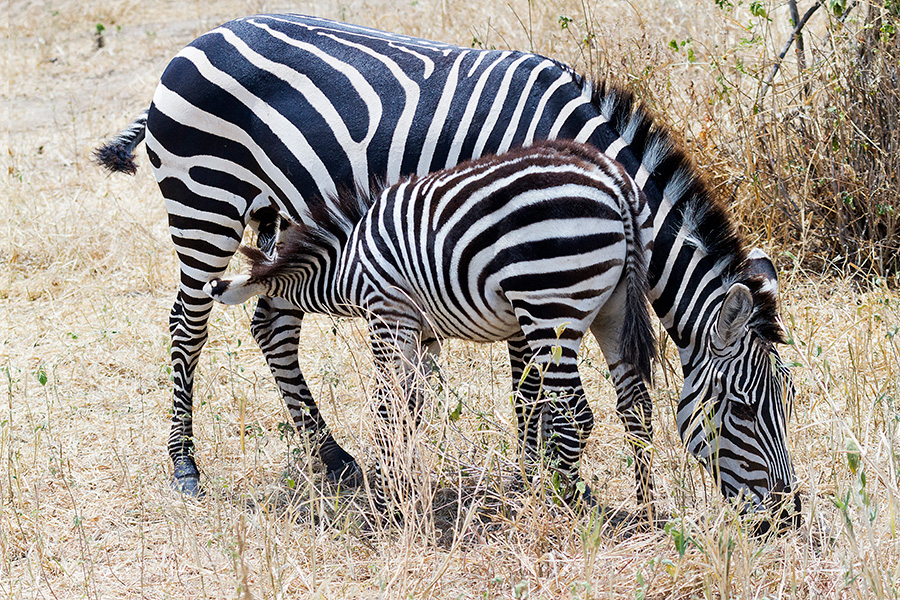 zebre