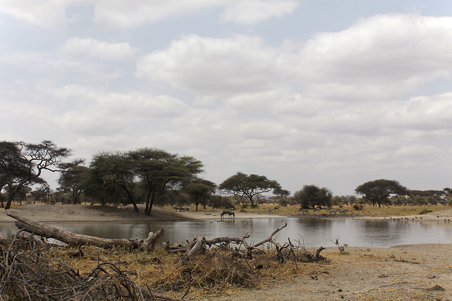 panorama Tarangire