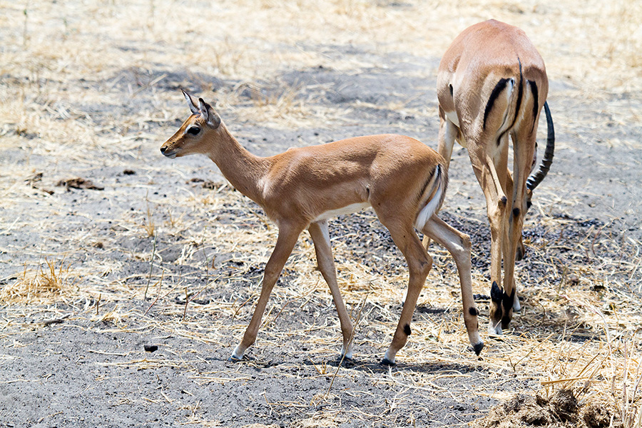 impala