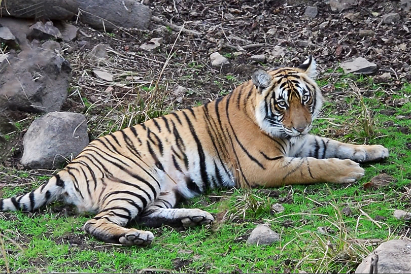 parco ranthambore