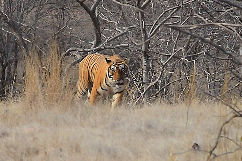 parco ranthambore