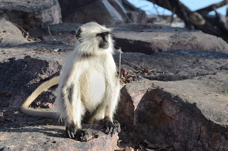 parco ranthambore