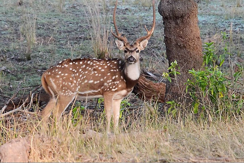 parco ranthambore